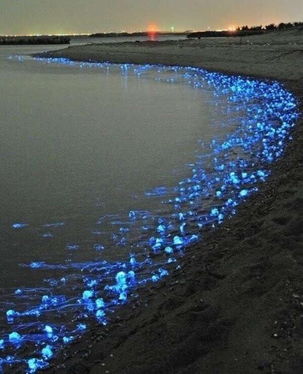 EnPaisaje's tweet photo. ''Calamar luciérnaga'' en la playa Toyama, Japón. https://t.co/mWkw0q25ef