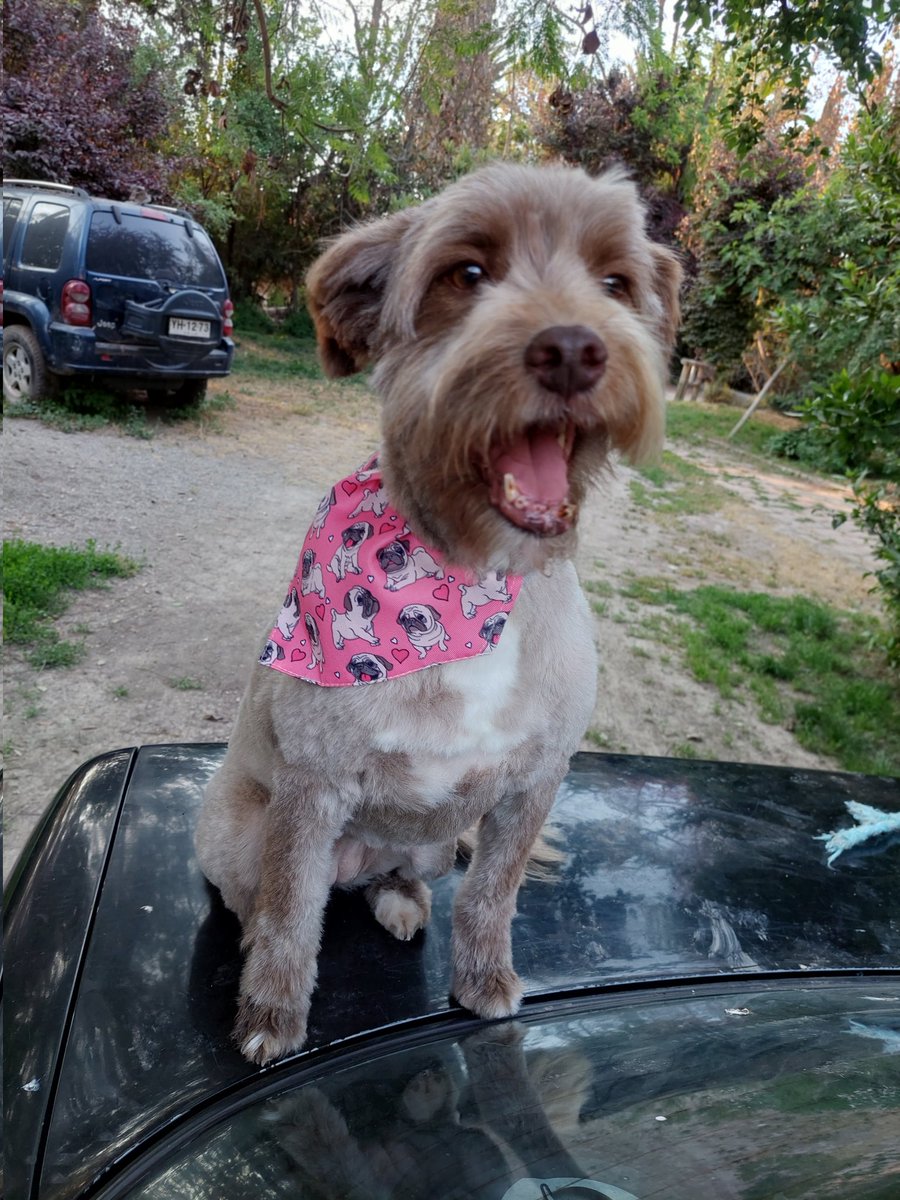 CsvChile's tweet photo. La pequeña jacinta busca familia es tamaño mediana chica es muy tranquilita solo busca amor 
Esterilizada contactar al +56957000725 https://t.co/7h1sMOqEuh