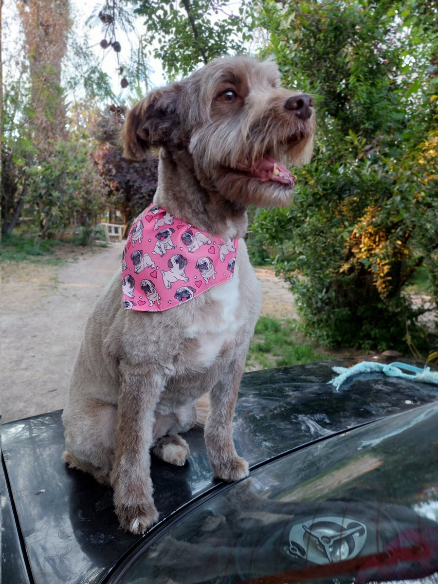 CsvChile's tweet photo. La pequeña jacinta busca familia es tamaño mediana chica es muy tranquilita solo busca amor 
Esterilizada contactar al +56957000725 https://t.co/7h1sMOqEuh