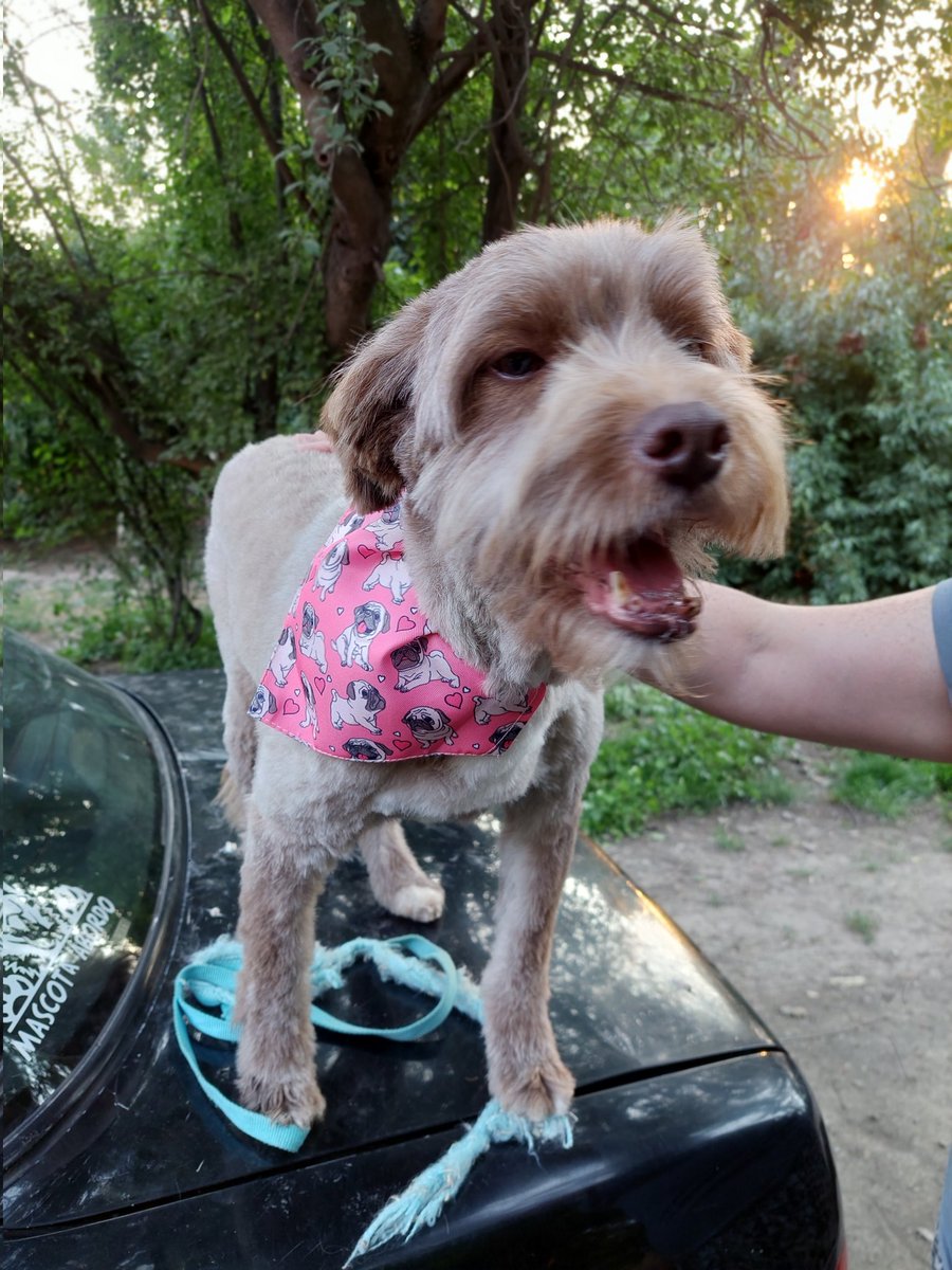 CsvChile's tweet photo. La pequeña jacinta busca familia es tamaño mediana chica es muy tranquilita solo busca amor 
Esterilizada contactar al +56957000725 https://t.co/7h1sMOqEuh