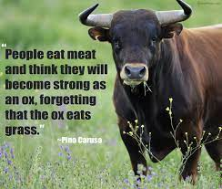 AngelaLidd's tweet photo. “People eat meat and think they will become strong as an ox, forgetting that the ox eats grass.” -Pino Caruso https://t.co/anRweFIhrF https://t.co/6SoOko7hQW