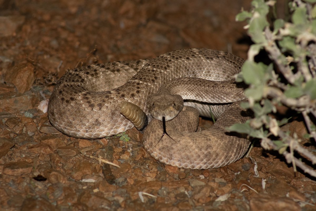 TomeoftheAbsurd's tweet photo. Entry #795952
Western #Diamondback #Rattlesnake (Crotalus atrox)
These #snakes use heat sensing organs in their nostril to distinguish predator from prey.
#wildlifephotography #photography https://t.co/kcejbuFSuB