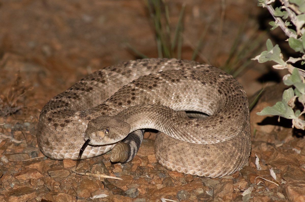 TomeoftheAbsurd's tweet photo. Entry #795952
Western #Diamondback #Rattlesnake (Crotalus atrox)
These #snakes use heat sensing organs in their nostril to distinguish predator from prey.
#wildlifephotography #photography https://t.co/kcejbuFSuB