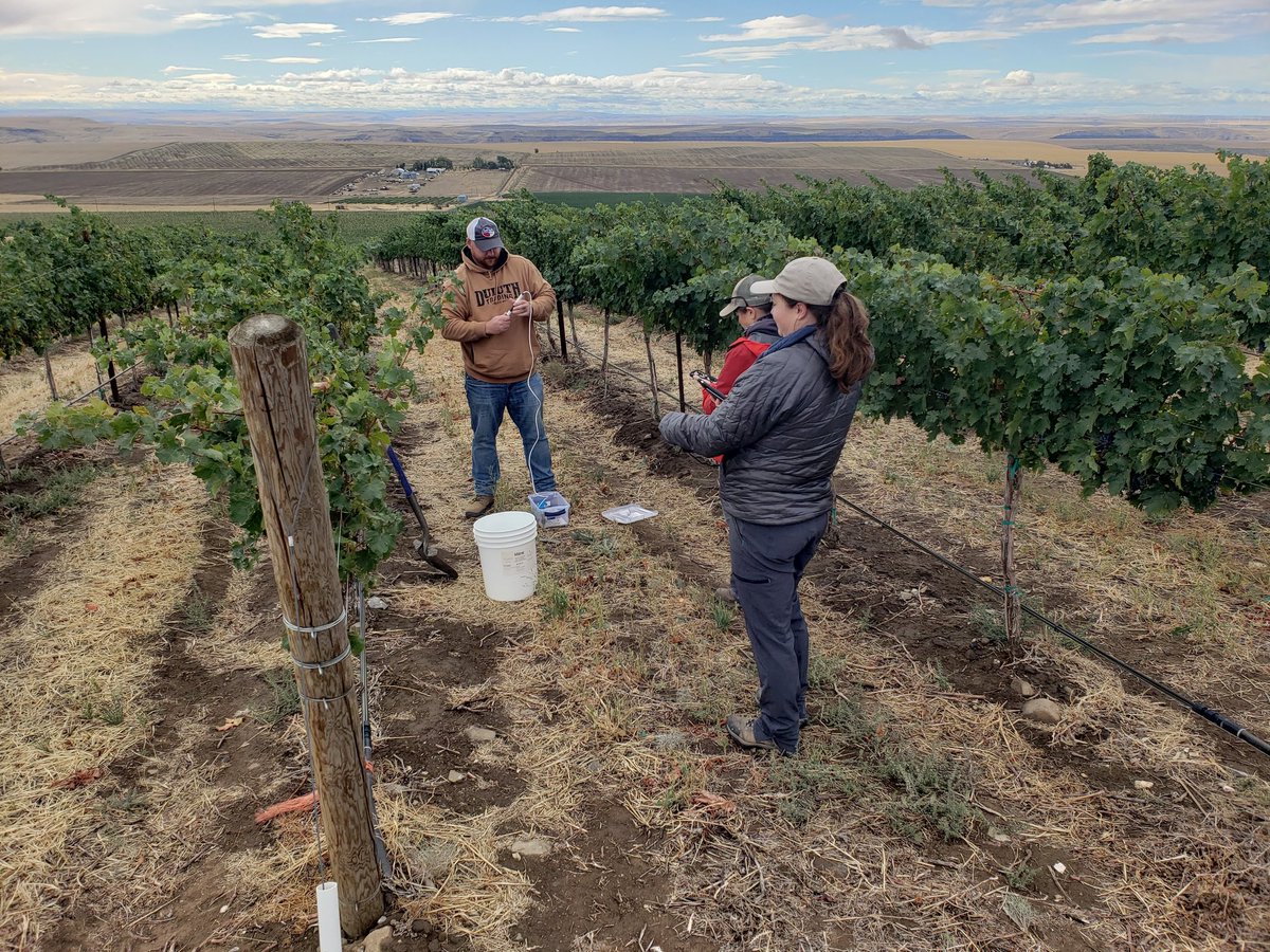Do you want to research the influence of soil health building practices on grape growth and #wine quality? Apply for this vineyard #soilhealth position with @wsu. @wsucahnrs @WSU_SoilHealth, @ucdavis, @OregonState @WSU_Vit_Ext @SSSA_soils, @ASEVtweets wsu.wd5.myworkdayjobs.com/en-US/WSU_Jobs…