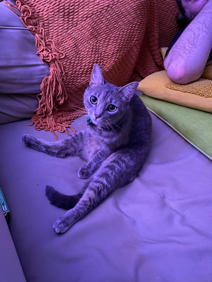 i sit like hooman now #CatsofTwittter #TabbyTroop #clementine #clem #FYP #Cat #catlife #catlover #fypcat #sit