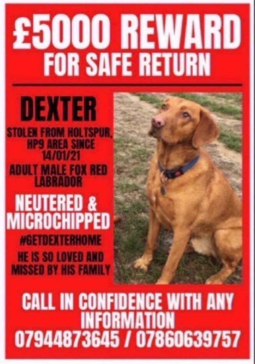 LisaClareRead2's tweet photo. Gorgeous Dexter stolen from #Holtspur #HP9 area 14th January 2021. Please RT and help get this boy back home where he belongs 🙏💕 #stolendog #GetDexterHome #FindDexter #rehomehour https://t.co/cx5WJSlS4b