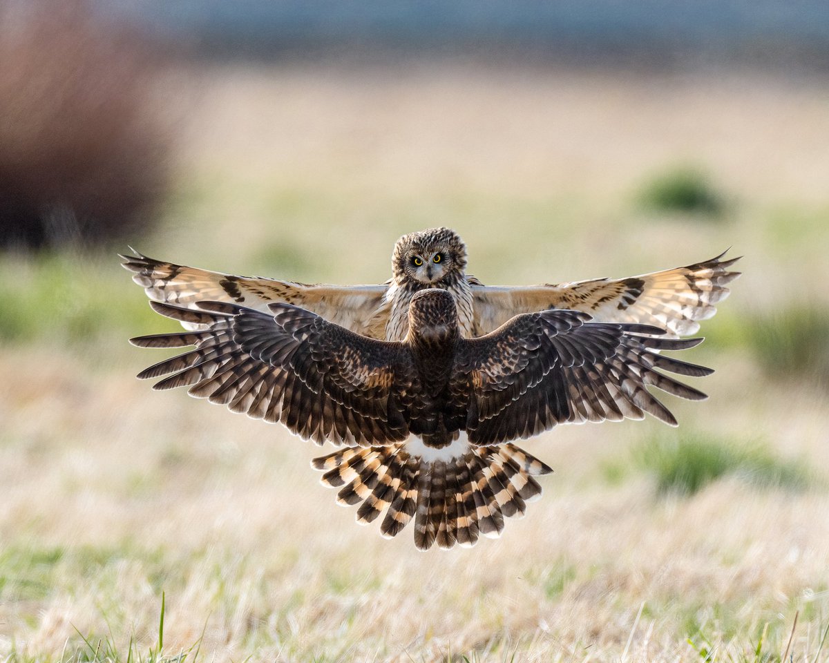 Amazing image by Kathy McCulloch, Hen Harrier v Short-eared Owl sizing each other up