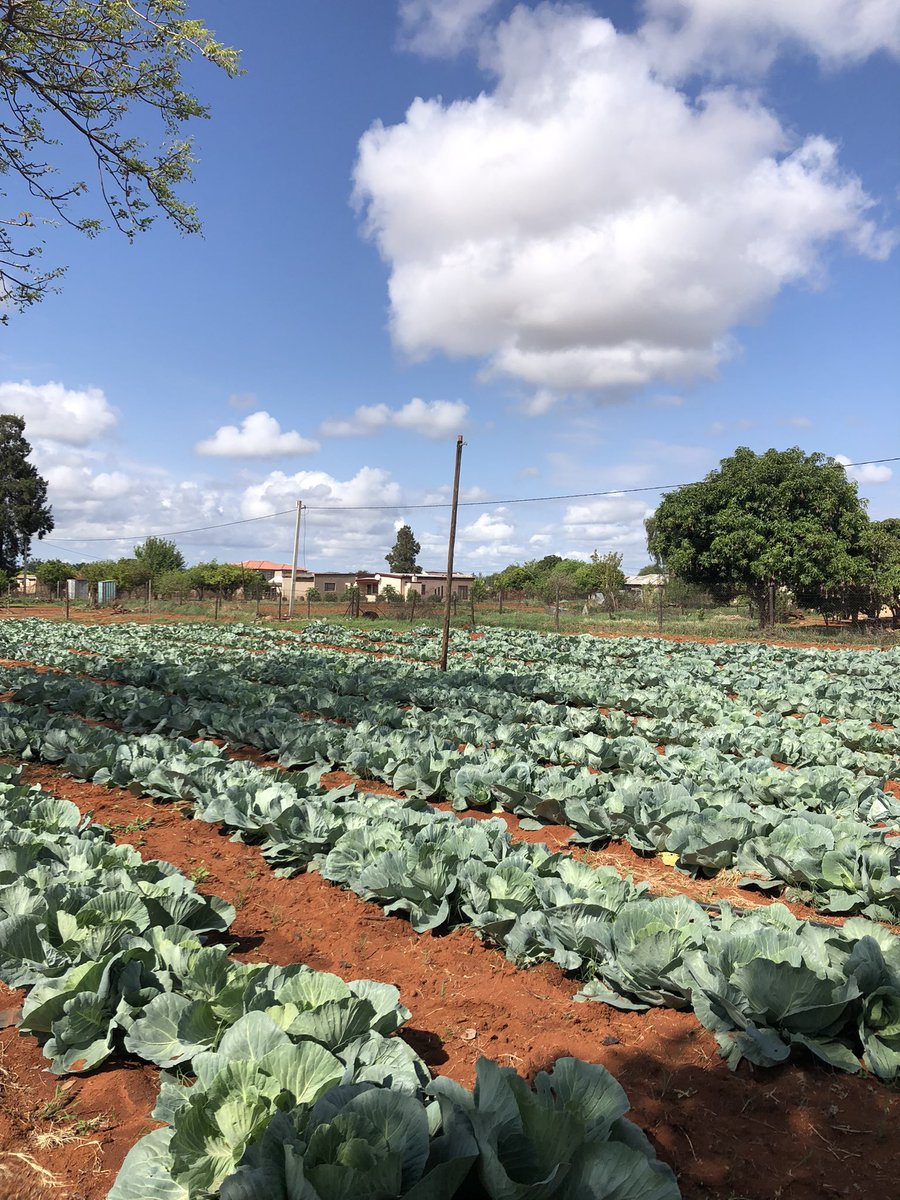 ConsolationDark's tweet photo. 0683782213/0764537120
Cabbage available at Limpopo Polokwane Ga-Mphahlele.                          #Msaki #SkeemSaam #Lindiwe https://t.co/4Fd79WLY3b
