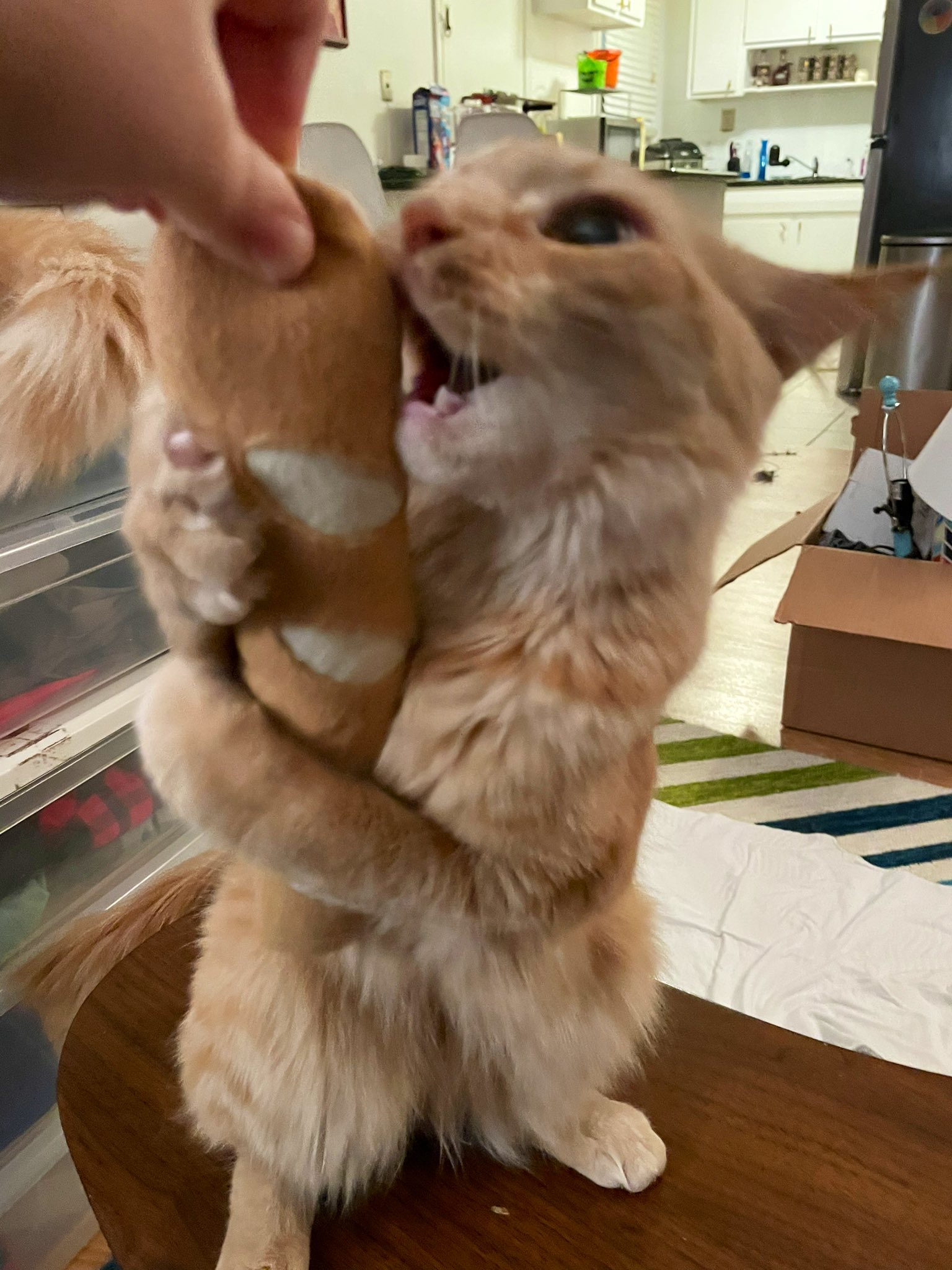 Adorable Cat Bambi Celebrates Christmas On Tiktok - 1s1v7nh