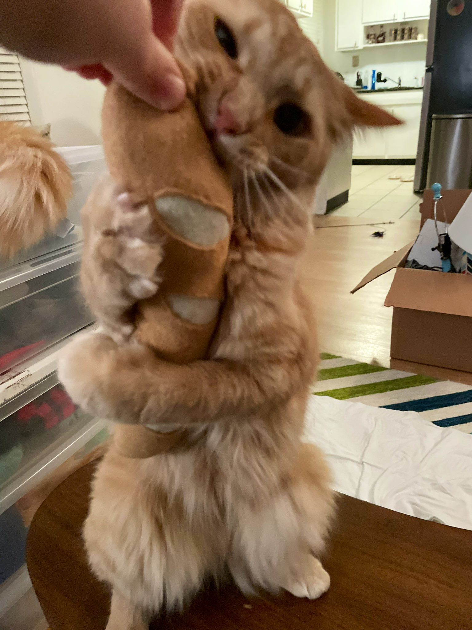 Adorable Cat Bambi Celebrates Christmas On Tiktok - em7avrw