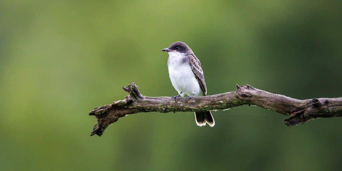 BrookeBecoming's tweet photo. Placed third for the bird category in a photography contest at the Iroquois Wildlife Refuge! I got this photo of an Eastern Kingbird near the visitor center. 

#TwitterNatureCommunity #TwitterNaturePhotography #birding https://t.co/pcTPfCA2w7