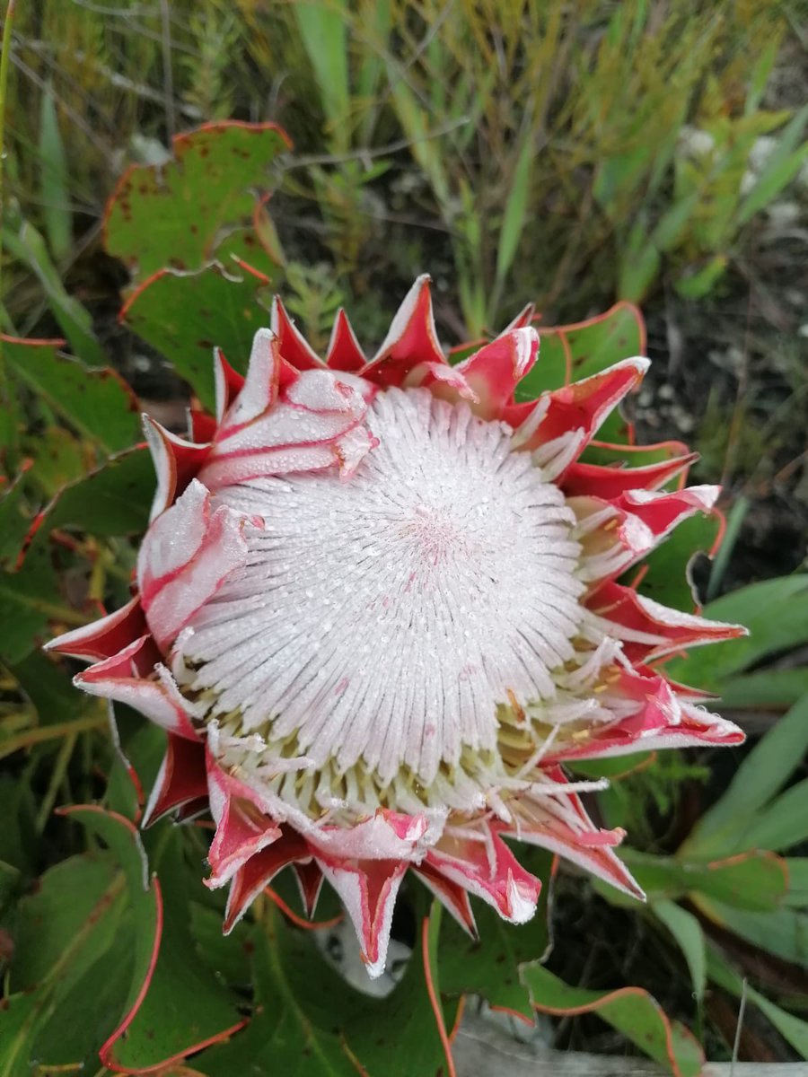 gvbconservancy's tweet photo. Mother nature and her beauty!😍
#GVB #conservancy #natureconservancy #outdoors #outside #explore #hiking #camping #mountainwork #highangle #animals #plants #mountain #nature #Heidelberg #Suurbraak #WesternCape https://t.co/Q7bKI7dsOo