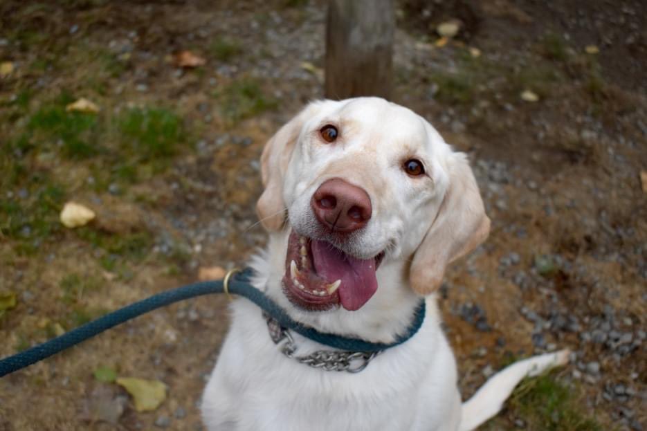Langley Animal Protection Society tweet media