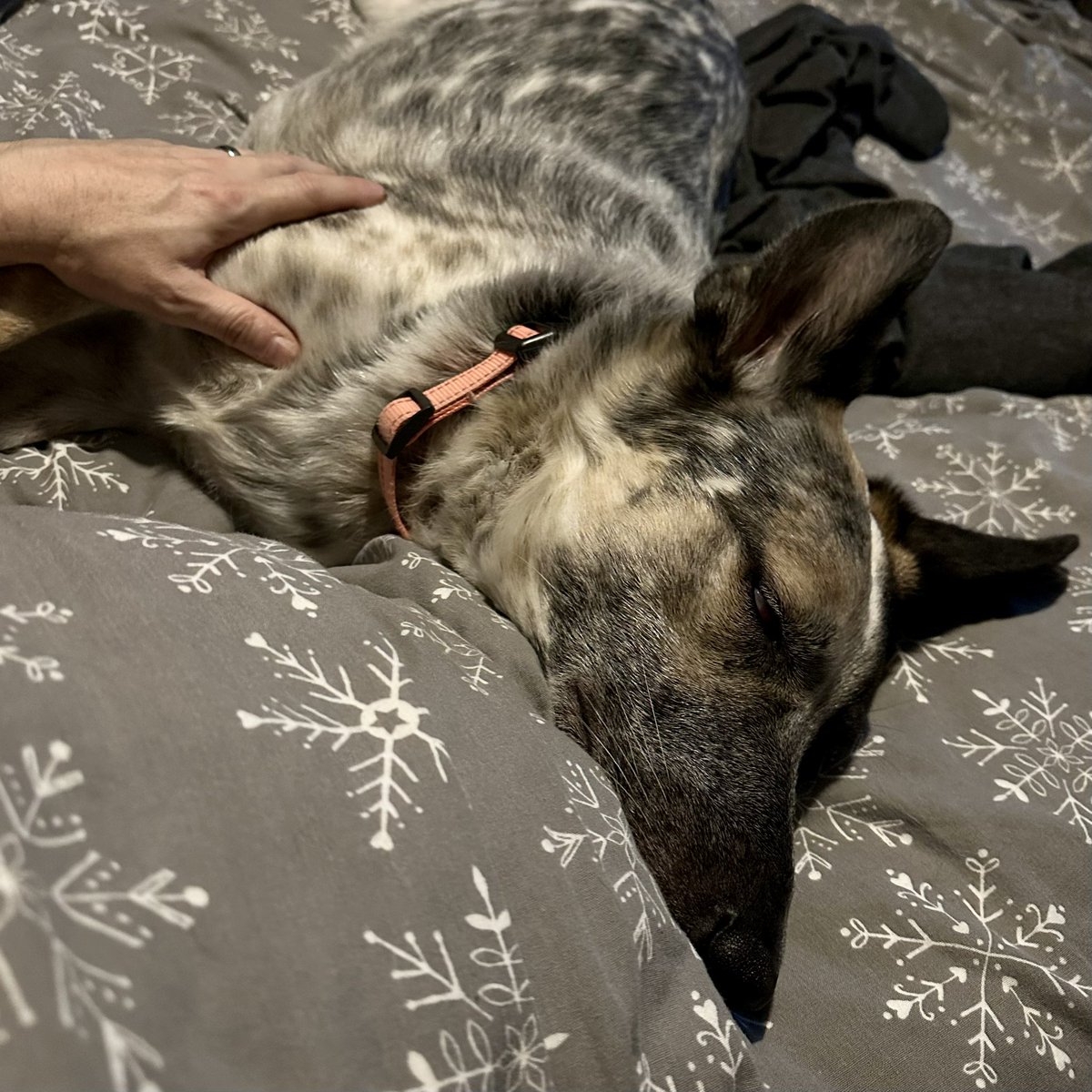 DogStuffin's tweet photo. Having a sleepy snuggle with Hoodad 🤎🤎 #doggo #DogsofTwittter #love 🤎🐶🤎 https://t.co/QmgEB8xCLR