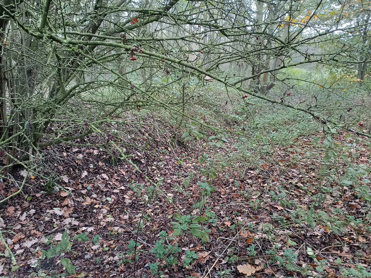 EYUP11211's tweet photo. Getting out in nature #nature #walking #woods https://t.co/049xHIfBXz