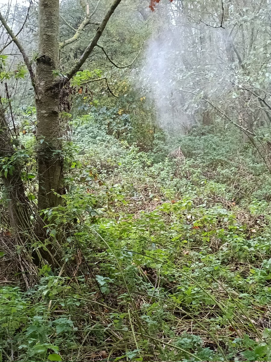 EYUP11211's tweet photo. Getting out in nature #nature #walking #woods https://t.co/049xHIfBXz