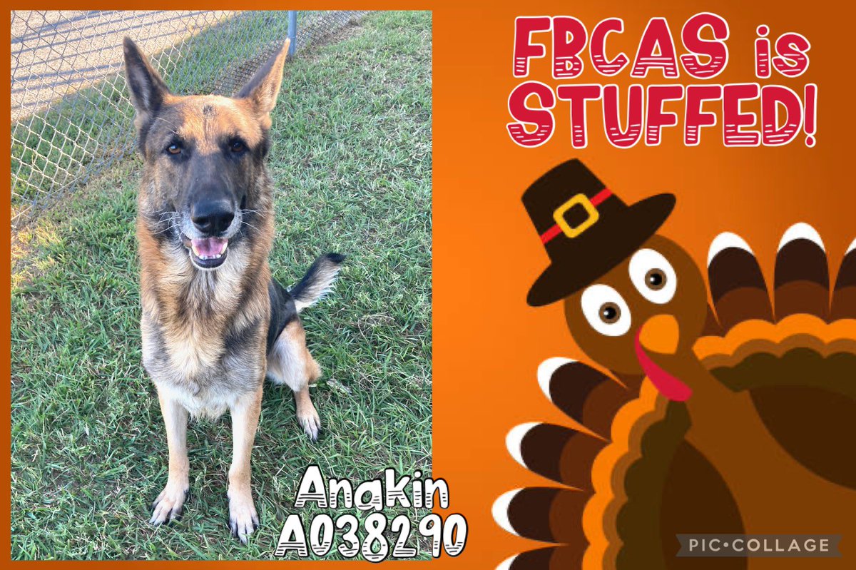 FBCASTX's tweet photo. Our shelter is STUFFED with dogs and fit to pop! We’re so full that we’ve got over 20 dogs housed in pop up kennels in our hallways and office space. We urgently need you help to feee up some much needed kennel space! 

These dogs would be ever so thankful, and with the holidays https://t.co/YKQ1D78FoF