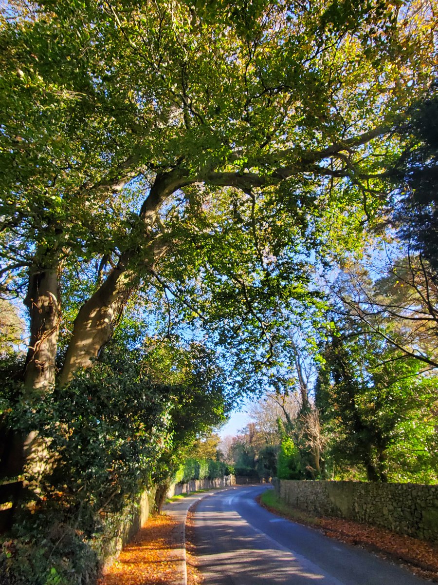 TreeRevival's tweet image. Though not native to Ireland, this 100+ year old beech looks magnificent by the roadside. Lichens are growing on its bark and the shade tolerant native Holly is doing okay under its canopy. The fallen beechnuts will provide food for mice, jays, squirrels too. @LanesTree
