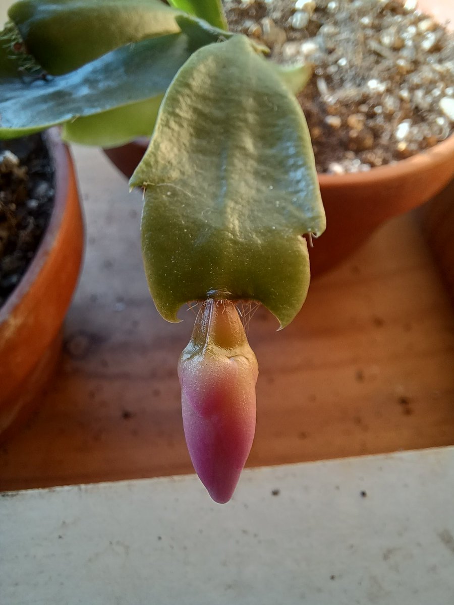 Rickretweets's tweet photo. Evening everyone. Against all my expectations, the schlumbergera cutting I took earlier this year has grown a flower bud. #FreePlant #planttwitter #HouseplantHour https://t.co/7XAHPCPQvp