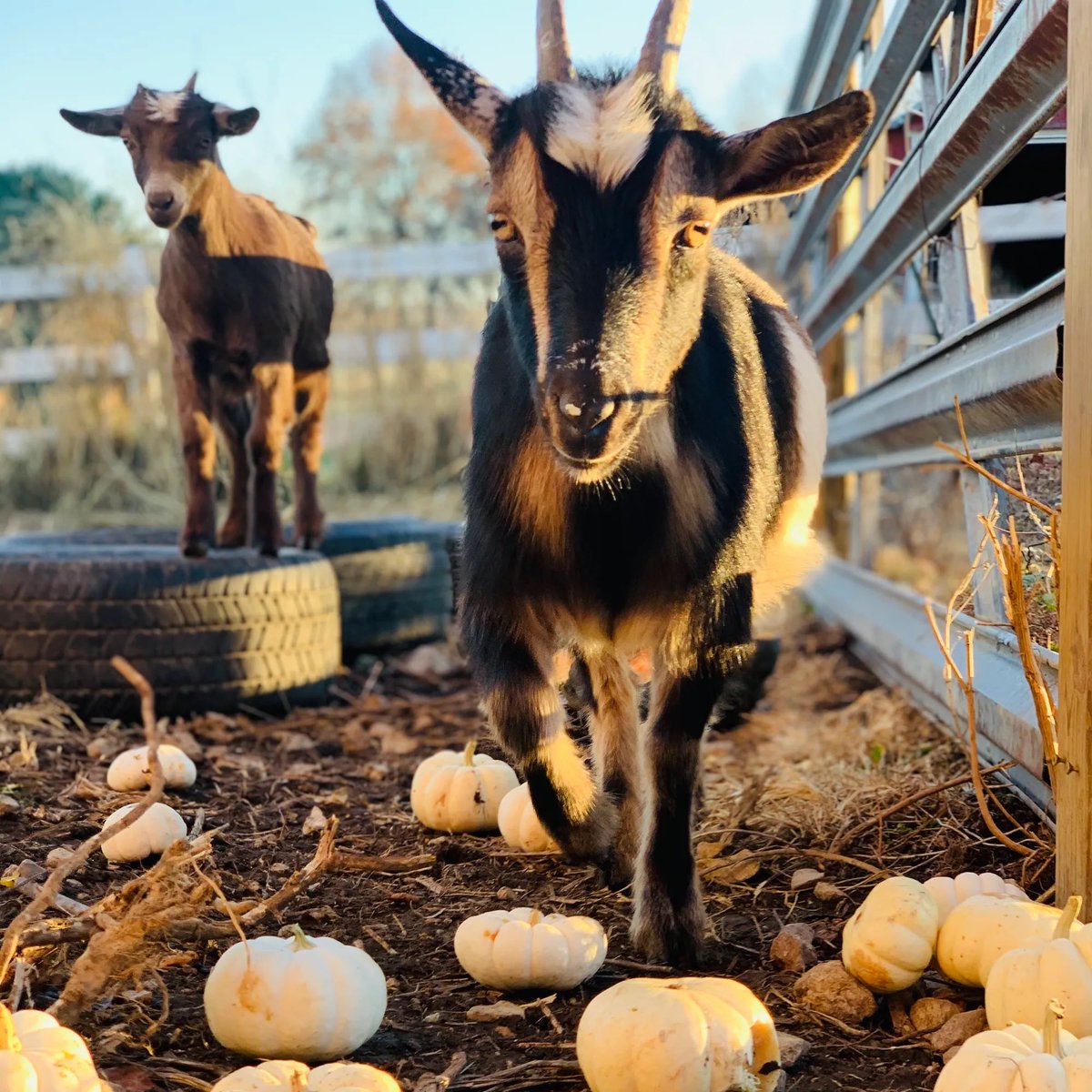 Pick up Devil Eyes for .009 ETH and hold a piece of R-Farm. opensea.io/assets/ethereu…