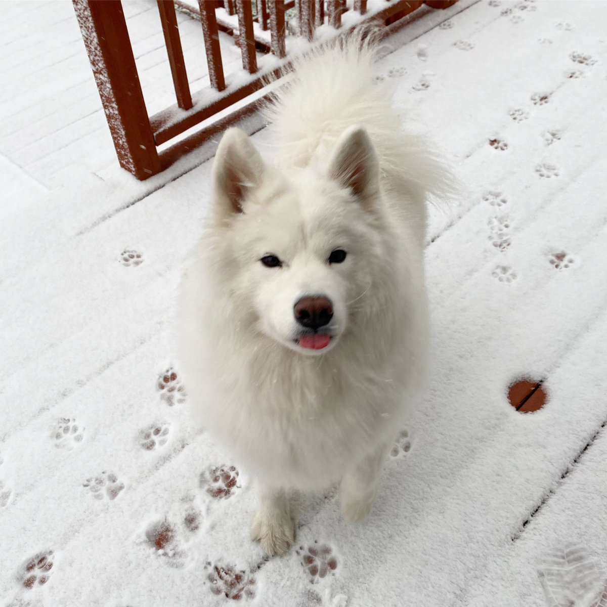 According to Mr. Silverman’s 8th hour AP Seminar, I’m an ENFP - AKA the CHAMPION 💪 and today I’m the champion of this snow! 😍❄️ Learn more about your personality type on Naviance or here: bsu.edu/about/administ… <a href="/spedteach8/">Cara Obrochta</a> <a href="/LaurenMcLZ95/">Lauren McArdle</a>