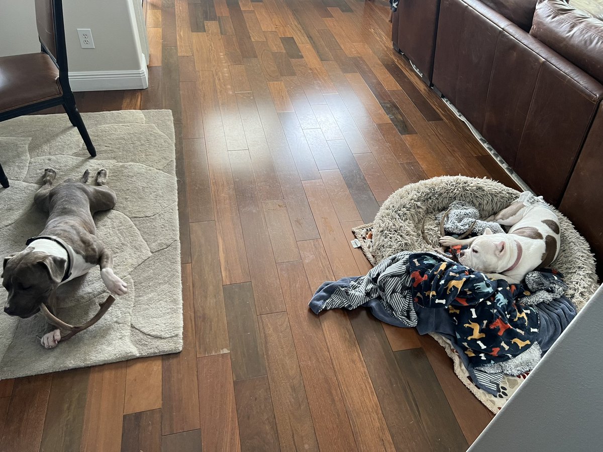 24_7Farnsworth's tweet photo. When you return home from your hunting trip with goodies and the kids are excited to see you! Hahaha! ๐ถ๐ถ๐ถ #deerhunting #deer #antlers #chewtoys #pittys #pitbulls #pits #successfultrip #lotd #puppies #whitetaildeer @AdrenalineOutd1 https://t.co/F7ezH2qUsy