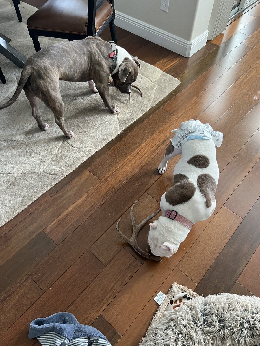 24_7Farnsworth's tweet photo. When you return home from your hunting trip with goodies and the kids are excited to see you! Hahaha! ๐ถ๐ถ๐ถ #deerhunting #deer #antlers #chewtoys #pittys #pitbulls #pits #successfultrip #lotd #puppies #whitetaildeer @AdrenalineOutd1 https://t.co/F7ezH2qUsy
