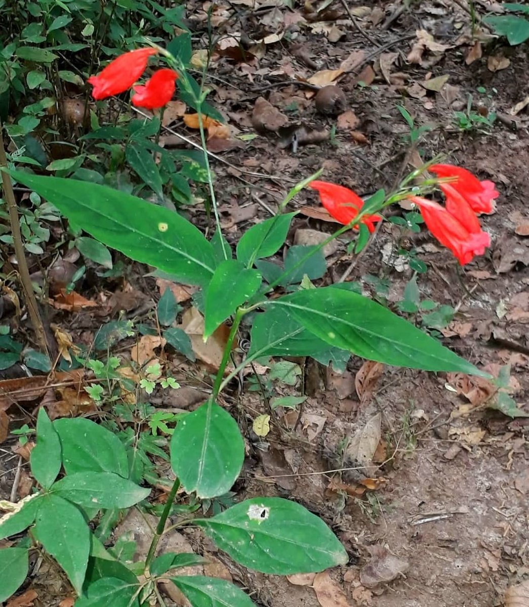 celsodolago's tweet photo. PLANTAS DO BRASIL
Ruellia brevifolia (Acantáceas), «pingo-de-sangue», arbusto pequeno da mata atlântica;
flores polinizadas por «beija-flores»;
frutos abrem repentinamente, jogando sementes à distância.
Muito ornamental, por vezes cultivada.
#Acanthaceae #colibris #MataSeca https://t.co/YZj3qiaZjx