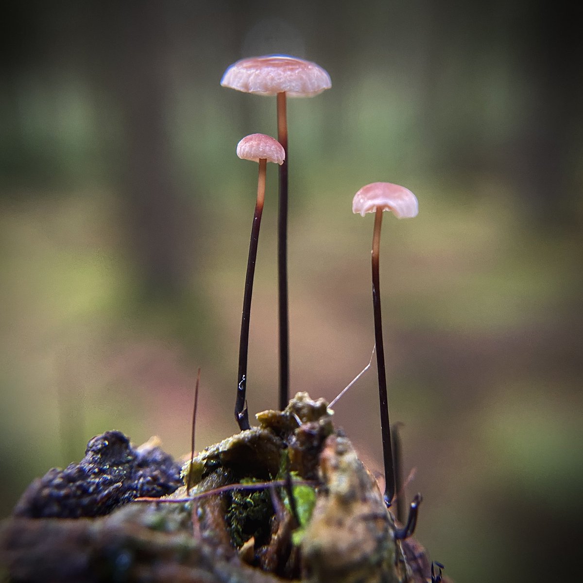 bernoid's tweet photo. Horsehair Parachute - Gymnopus androsaceus #marasmius #horsehairparachute #fungi https://t.co/uud8xSaqKs