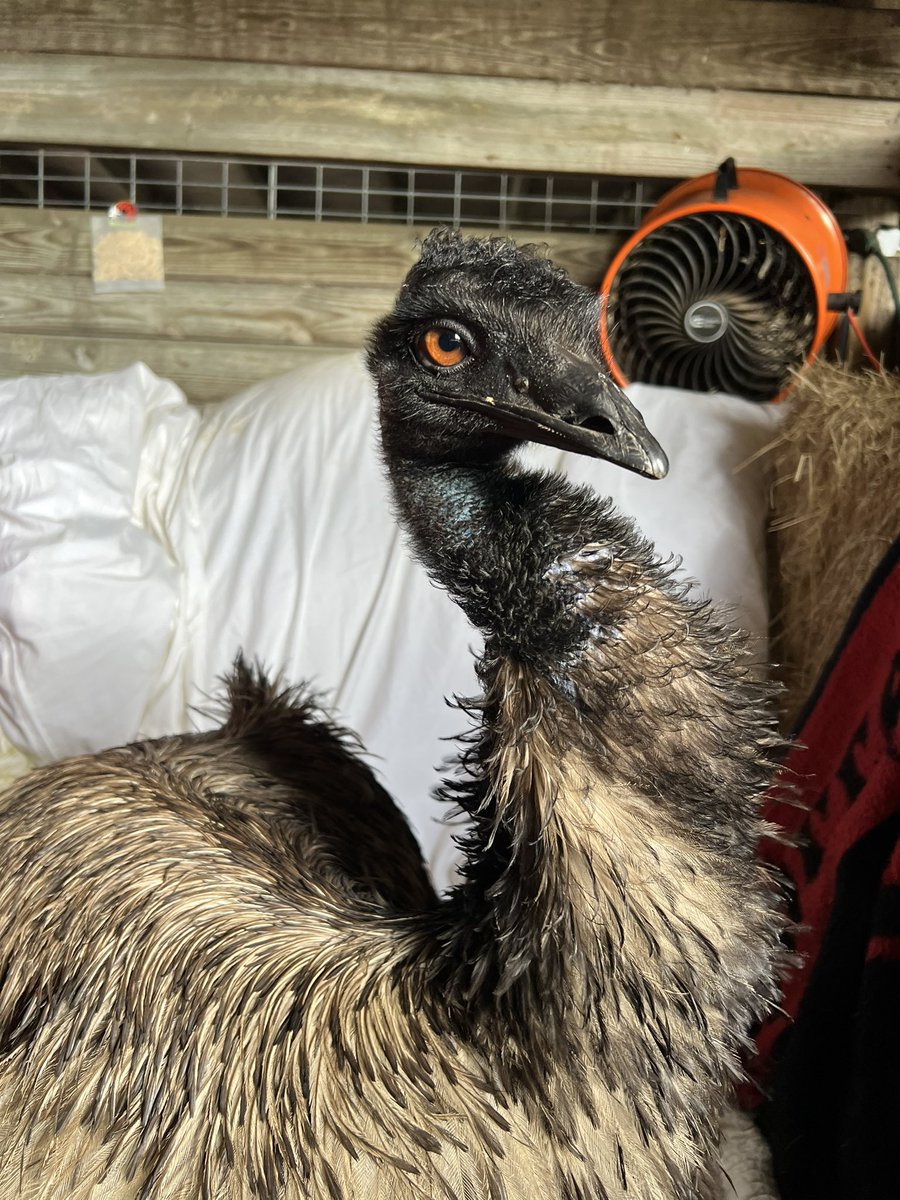 eco sister tweet media