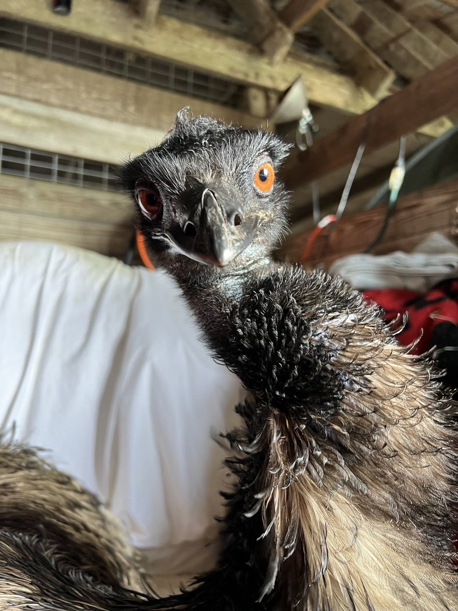 eco sister tweet media