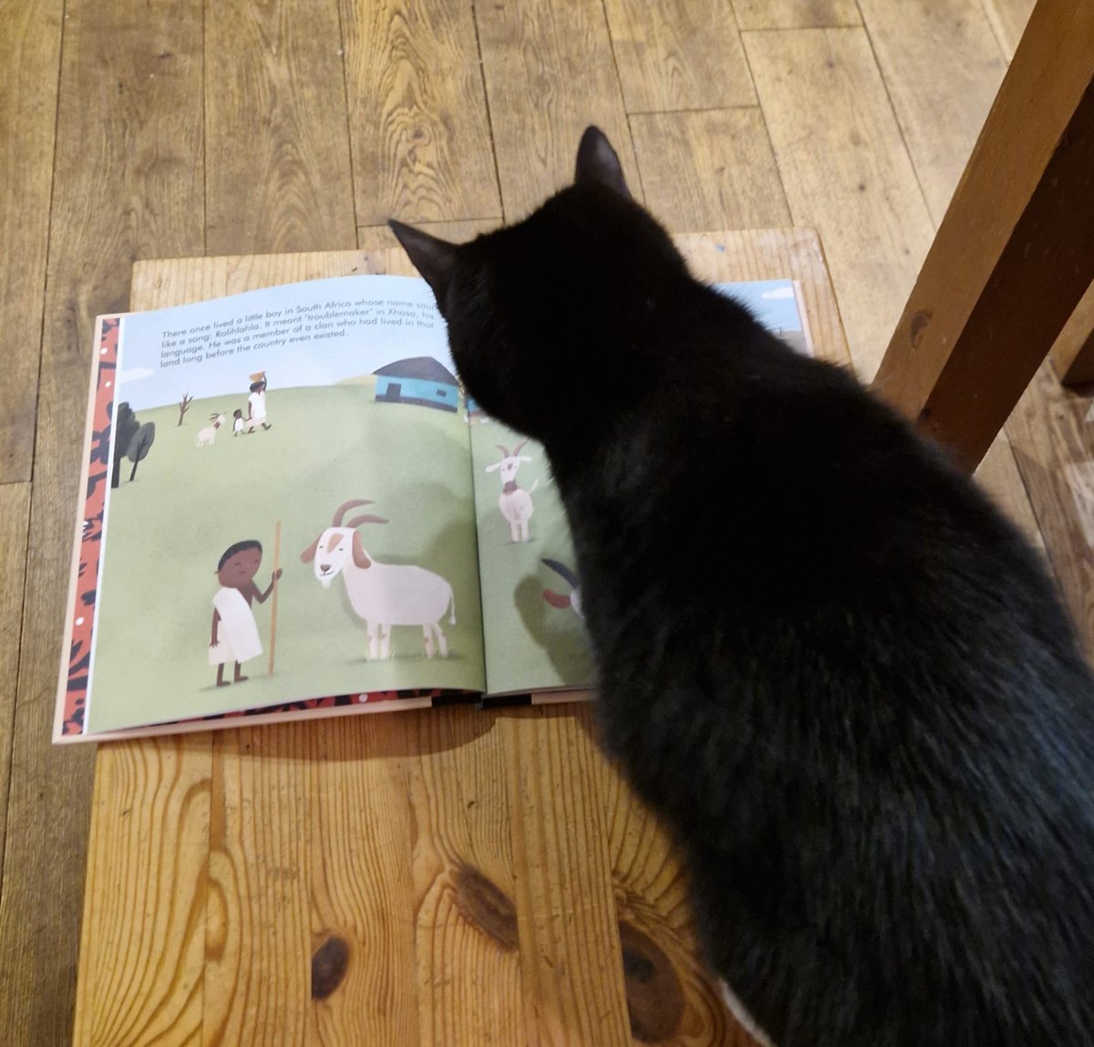 strathyps1's tweet photo. Luna is reading all about Nelson Mandela! #bookweekscotlandpets #StrathyreReads 📚 https://t.co/ZTk4TtOOeR