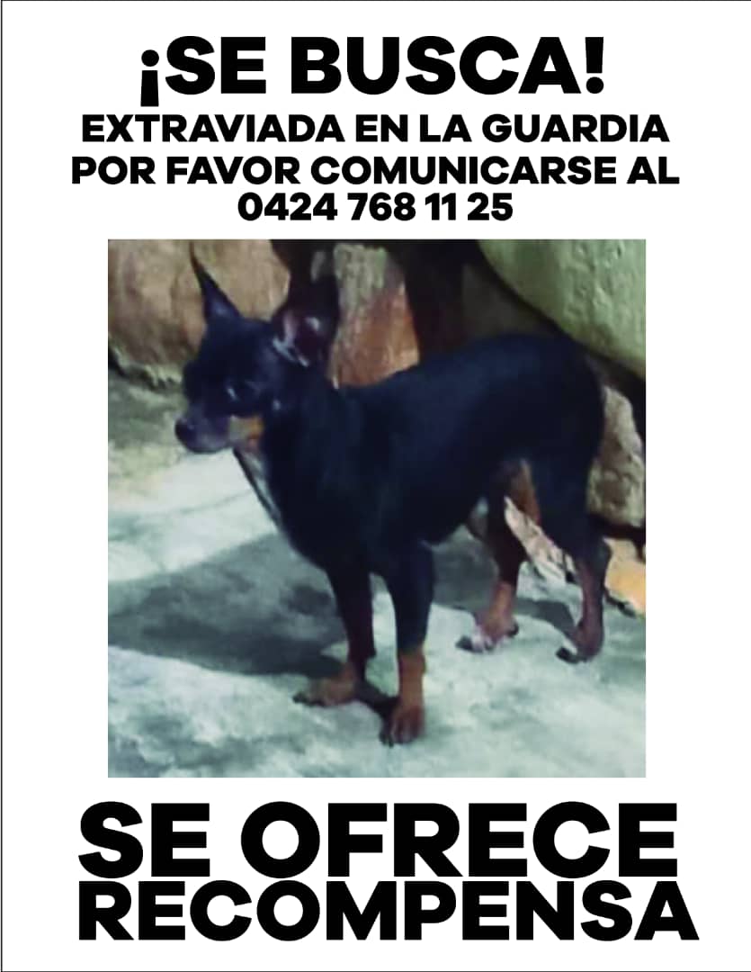 MargaritaPets's tweet photo. Lupe continúa extraviada. Tiene 9 años. Su familia la busca. Se perdió por #laguardia #municipiodiaz .#islademargarita @BajoLaLupaInfo @PerroUsuario https://t.co/bg8vdIbLlL