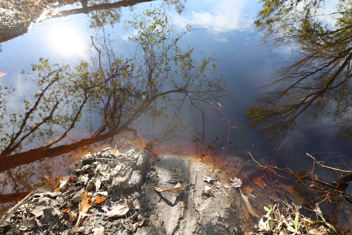 How do Sampson County’s rivers get that distinct look? 

Coharie tribal member Kullen Bell says it’s from leaves. “The tannins in them steep the water and that's where you get that sweet tea look.”

Hear more about the tribe’s river restoration later this week on #NPRnextgenradio