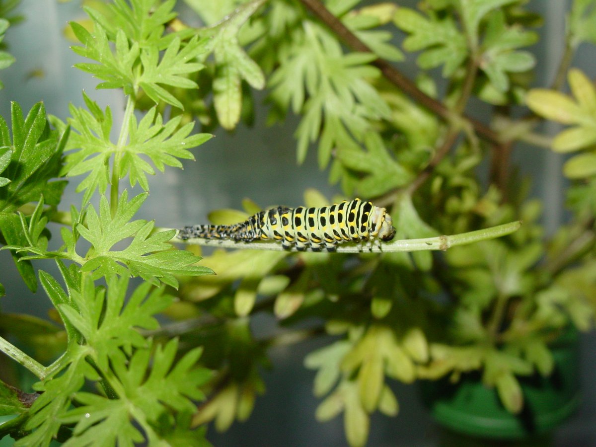 Students (grad or undergrad) studying Lepidoptera can apply for research funding from <a href="/TheLepSoc/">TheLepSoc</a>, deadline January 15, 2023! Application is on the awards page for the Society lepsoc.org/content/awards. Contact Shannon Murphy (email address on the application) with any questions!