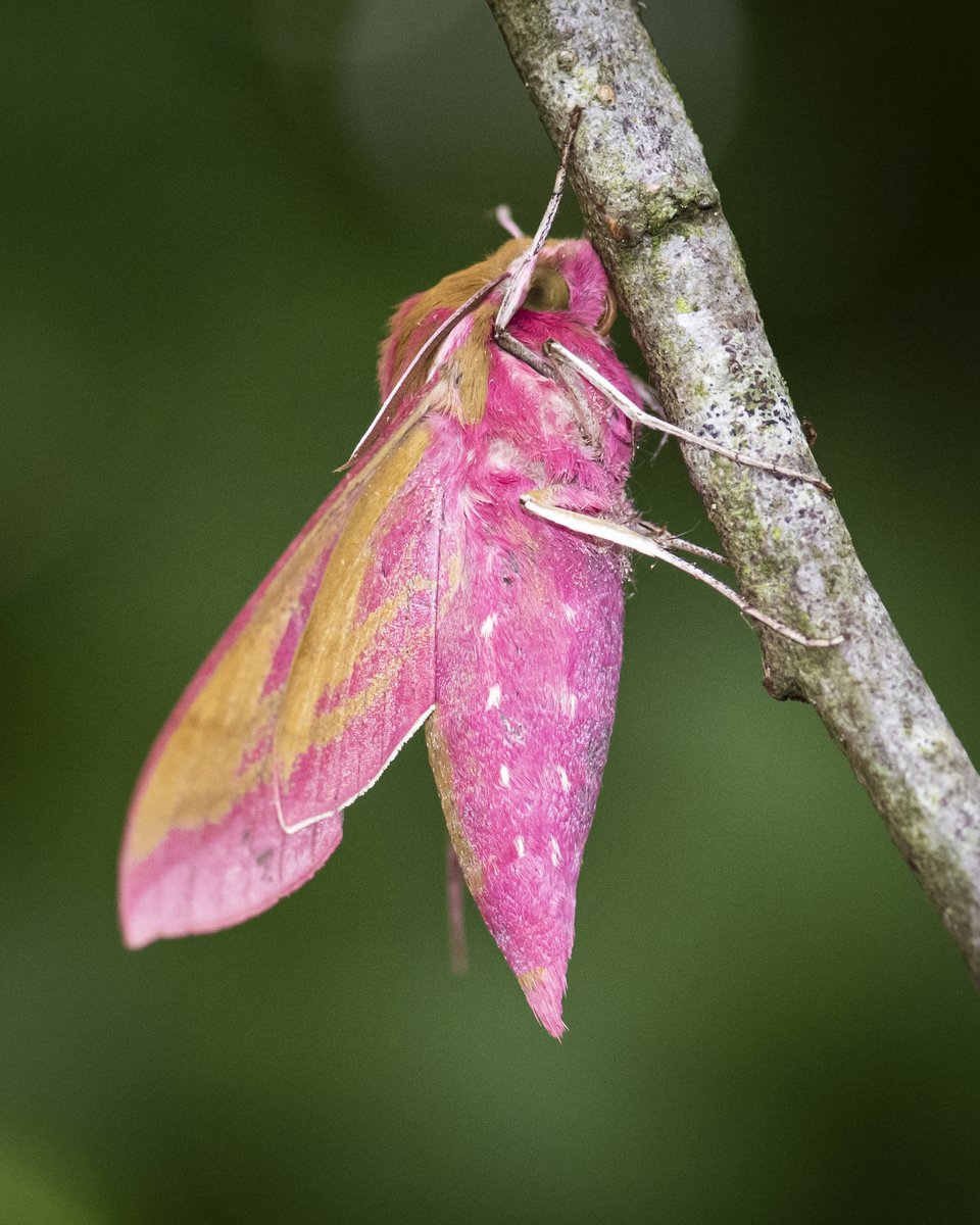 Some moths are cryptically coloured - some not so much, but we love the colours on the Elephant Hawkmoth - one of our favourites. What's yours?
