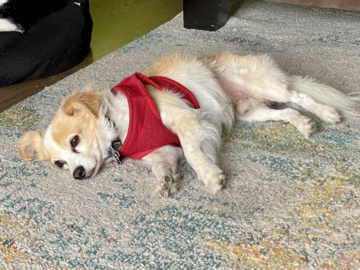 Nano Super Dog tweet media