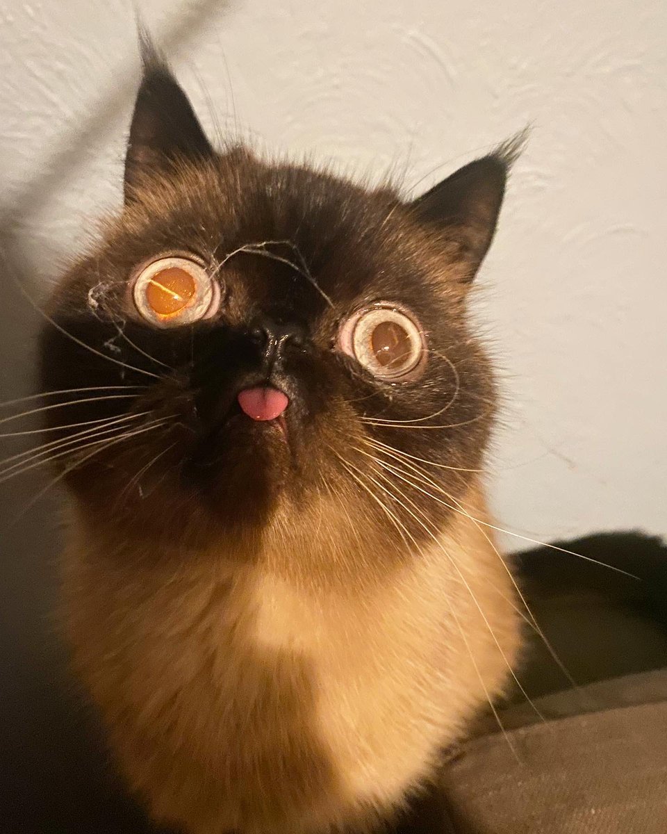 CatIkiru's tweet photo. Found this under the sofa 👀 #CatsOfTwitter https://t.co/iyjKO0Dhes