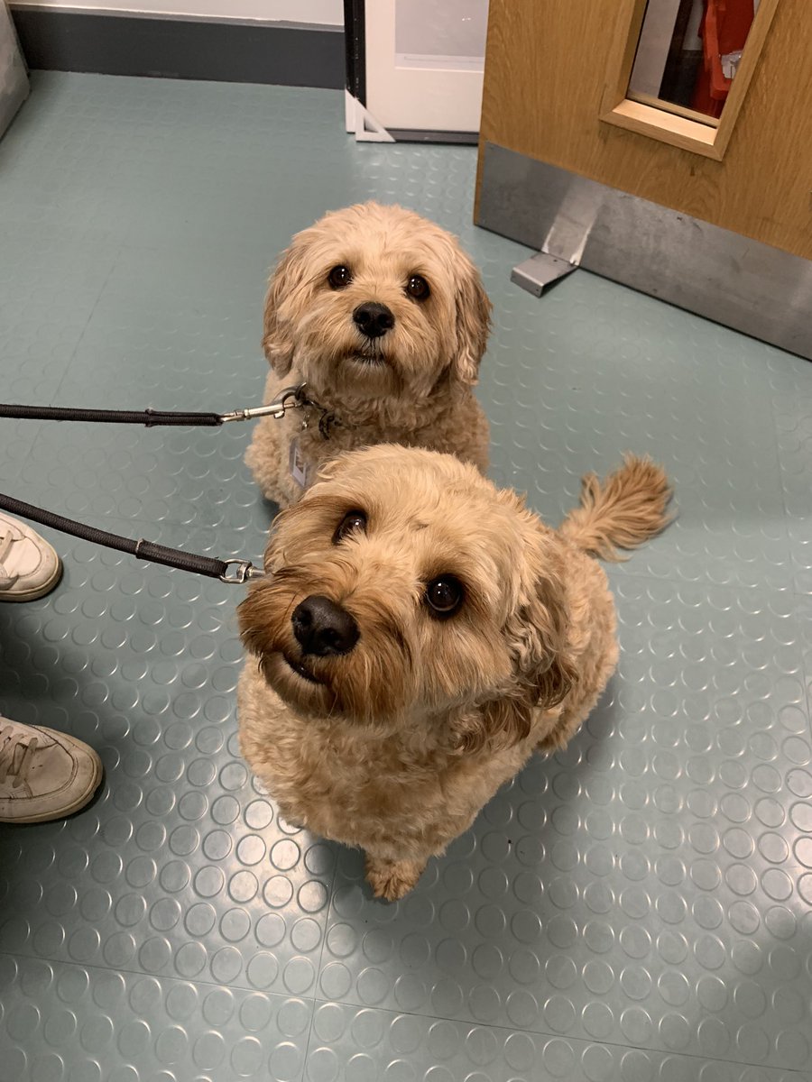 We have a secret we want to share … but not quite yet! Bellevue Place Education Trust Pets As Therapy 🐶🐶❤️