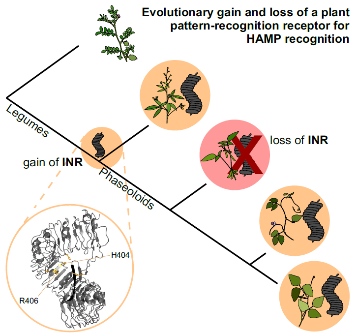 Adam Steinbrenner (@adsteinbrenner) on Twitter photo Our paper with work by <a href="/snoeck_simon/">Simon Snoeck</a> and @anthonygkgarcia is out today in <a href="/eLife/">eLife - the journal</a> !
We describe the evolution of herbivore peptide recognition by a plant immune receptor, and resurrect the sequence of the ancestral gene from ~28 million years ago.
elifesciences.org/articles/81050 Our paper with work by <a href="/snoeck_simon/">Simon Snoeck</a> and @anthonygkgarcia is out today in <a href="/eLife/">eLife - the journal</a> !
We describe the evolution of herbivore peptide recognition by a plant immune receptor, and resurrect the sequence of the ancestral gene from ~28 million years ago.
elifesciences.org/articles/81050