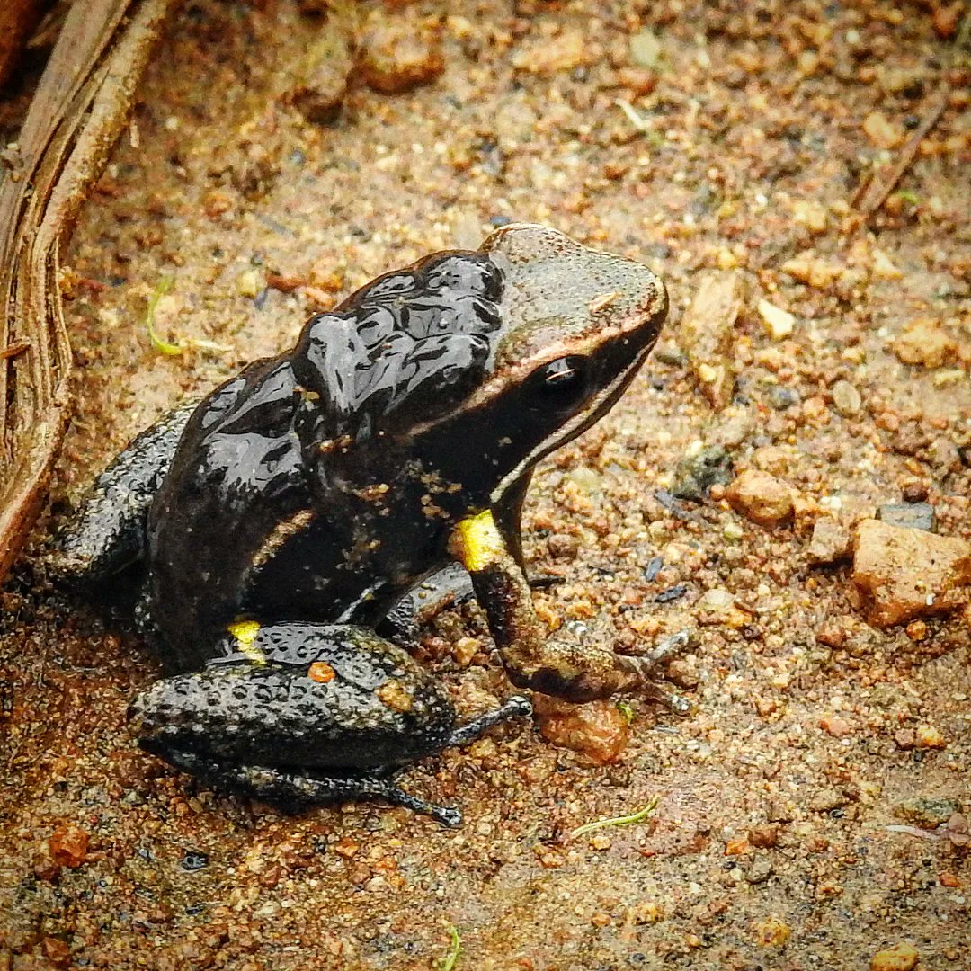 MichaelMoens2's tweet photo. A male Brilliant-thighed Poison Frog (Allobates femoralis) carries its tadpoles on the back in search of a nice pond🐸

Exploring the amazing Bigal reserve, Ecuador @reservabigalec

#tadpole #poisonfrog #frogs https://t.co/3PYp2AEnDq