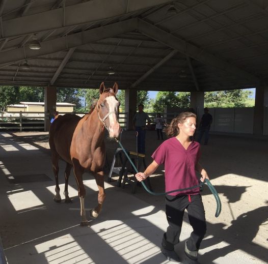 Tweet by LSU Veterinary Med