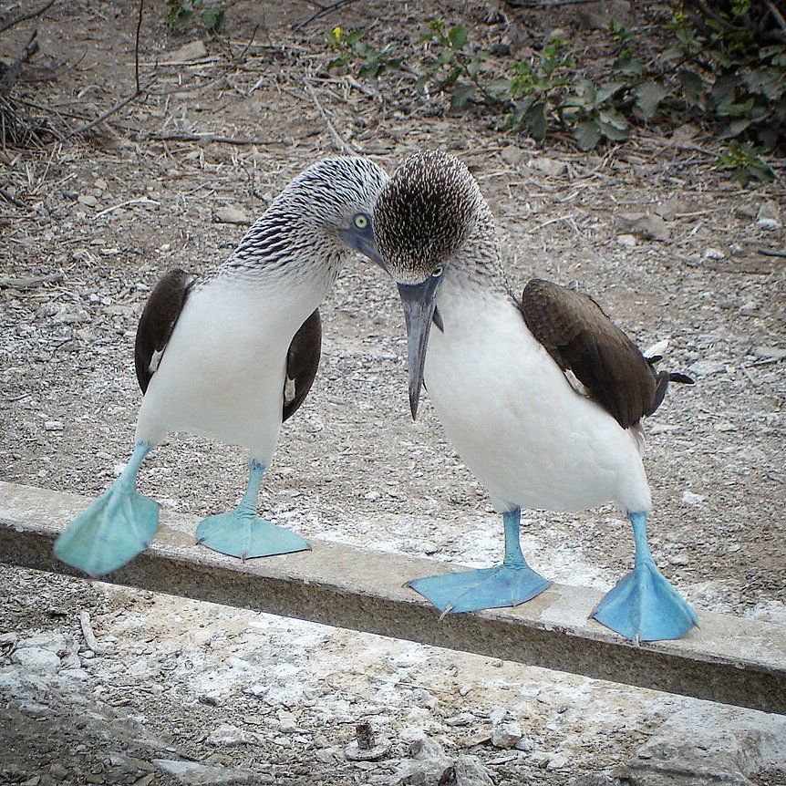 MichaelMoens2's tweet photo. Love is in the air for the Blue-footed Boobies on Isla de la Plata, Ecuador💙
Absolutely fantastic birds!!!

#bluefootedbooby #bluefeet #birdsoftheworld https://t.co/a1bEKRyH0i