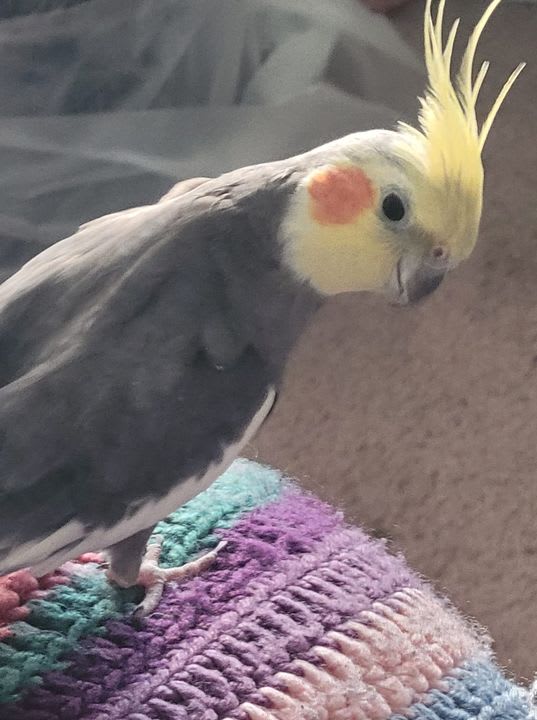 PSP5Points's tweet photo. Welcome to the flock! We're happy to have you here at PSP! 💚😍🦜

#PSPColumbia #PetSuppliesPlus #Minusthehassle https://t.co/KIu9aBbZE2