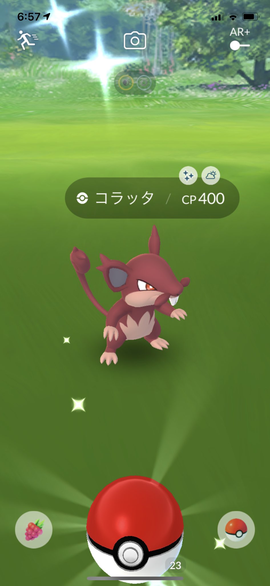ラッタ Twitter Search Twitter