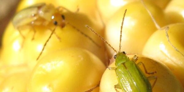 realagriculture's tweet photo. In last night's #TheAgronomists episode, @dr_tansey, of Saskatchewan Agriculture, and @Johnthebugguy of Manitoba Agriculture. tackle some of the common insects, such as the #fleabeetle, to a lesser-known such as a the #beetwebworm.

https://t.co/zFNWi1L54L https://t.co/Ccb33XMkFT