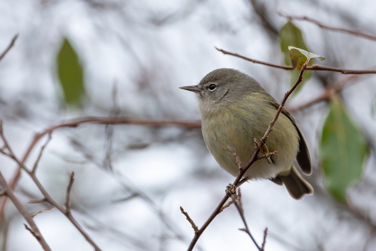 RosemaryMosco's tweet photo. Orange crowned wORBler https://t.co/MdR6q2nQ2R