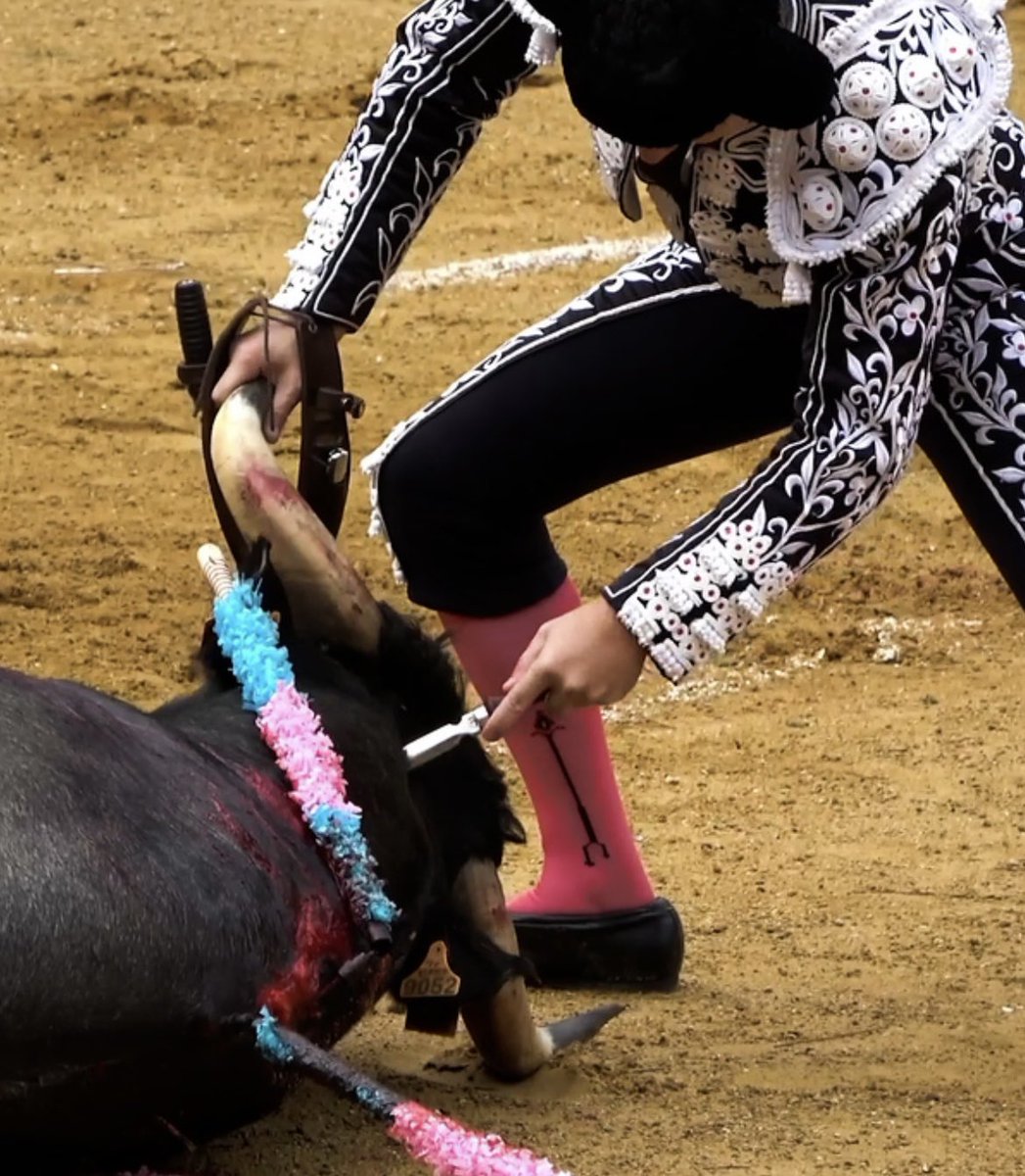 Le gouvernement s’opposera à l’interdiction de la corrida. 

Voici quelques images de cette « tradition » qu’ils défendent, prises le 24 septembre à Brocas dans les Landes par <a href="/L214/">L214 éthique & animaux</a>.

De jeunes taureaux terrorisés, torturés à mort pour divertir le public.