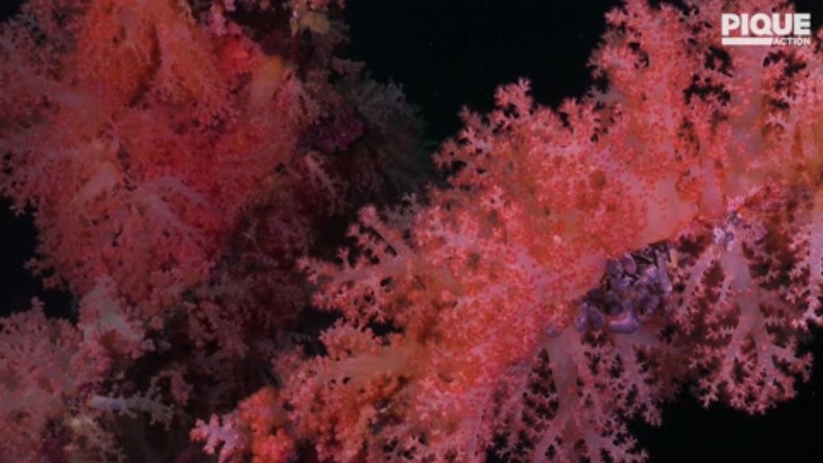 What could this under-the-sea climate solution be? It’s seaweed!

<a href="/symbrosia/">Symbrosia</a> uses the species Asparagopsis taxiformis in cattle and cow feed to reduce the livestock’s methane emissions by ~80% 🐮

Check out the mini-doc here 🎥: youtu.be/ctragcEH1Y8