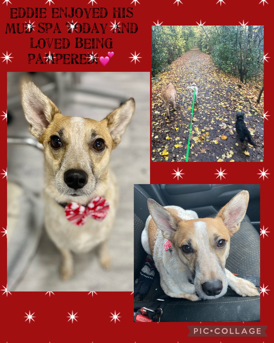 Angels Dog Boutique Westbrook Warrington (@angelwingsfloat) on Twitter photo 